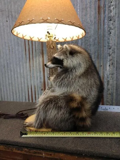 Top 10 Most Realistic Raccoon Taxidermy Mounts Available for Purchase